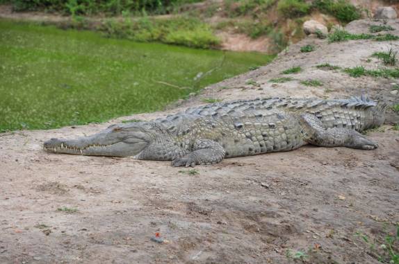Um jacaré muito bem alimentado no Hato El Cedral, na região dos llanos, na Venezuela